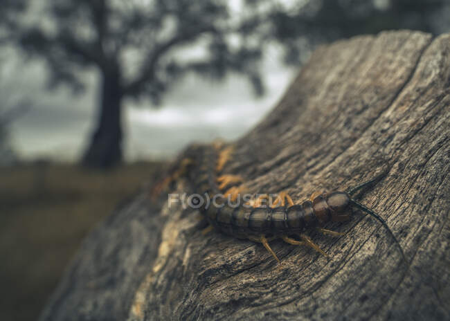 Scolopendra centipede (Cormocephalus aurantiipes) on wooden post, Mulwala, New South Wales, Australia — Stock Photo