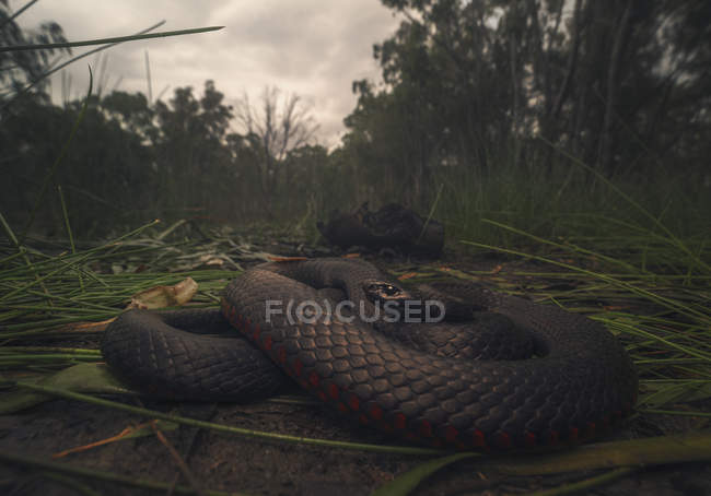 Serpente nero dal ventre rosso vicino a una palude, fuoco selettivo — Foto stock