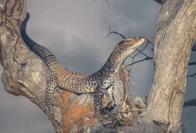 Black-headed monitor in tree, closeup view, selective focus — Stock Photo