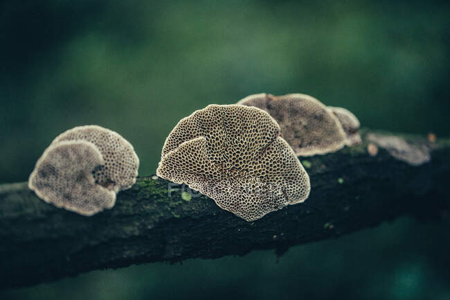 Vista de cierre de hongos en la rama, fondo borroso - foto de stock