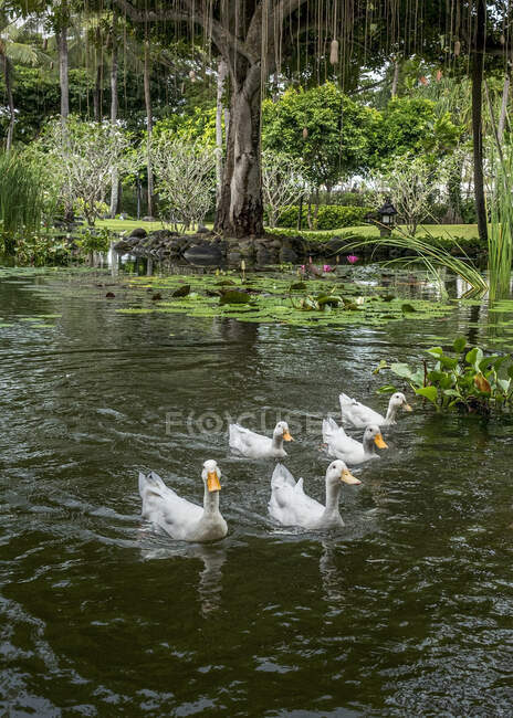 Enten in einem Teich, Bali, Indonesien — Stockfoto