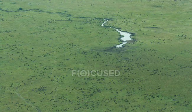 A migração anual de gnus, Masai Mara National Park, Narok, Quênia — Fotografia de Stock