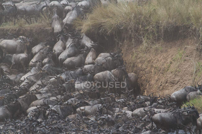 Jährliche Gnus-Migration, Masai Mara National Reserve, Narok, Kenia — Stockfoto