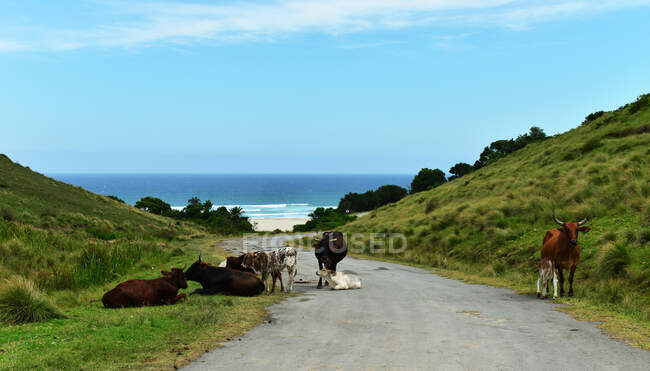 Las vacas que se encuentran en la carretera, Transkei, Cabo Oriental, Sudáfrica. - foto de stock