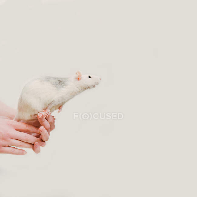 Woman holding pet fancy rat — Stock Photo