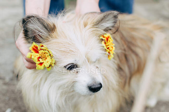 Mujer sosteniendo flores de caléndula a las orejas del perro Chorkie - foto de stock