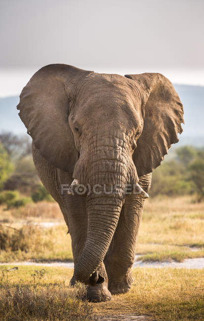 Retrato de un elefante toro, Sudáfrica - foto de stock
