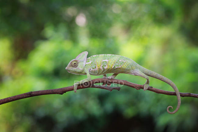 Vista lateral do camaleão na filial, vista de close-up, foco seletivo — Fotografia de Stock