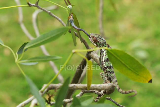 Camaleão pegando um inseto, vista close-up — Fotografia de Stock
