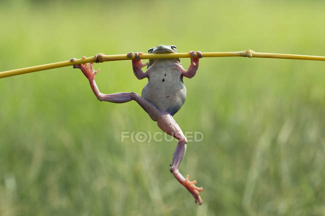 Пухнаста жаба, що висить на рослині, вид крупним планом — стокове фото