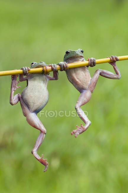 Deux grenouilles tombantes accrochées à une plante, vue rapprochée — Photo de stock
