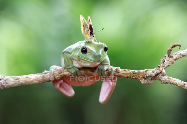 Метелик на пухнастій жабі, вид крупним планом — стокове фото