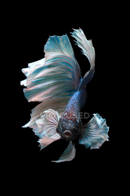 Nahaufnahme von majestätischen Beta-Fischen auf schwarzem Hintergrund — Stockfoto
