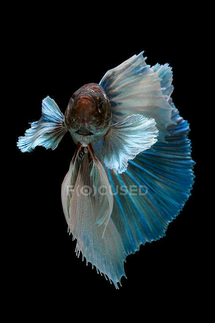 Nahaufnahme von majestätischen Beta-Fischen auf schwarzem Hintergrund — Stockfoto