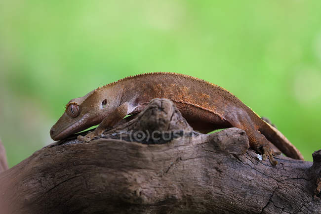 Vue latérale de Crested gecko sur une branche, vue rapprochée, mise au point sélective — Photo de stock