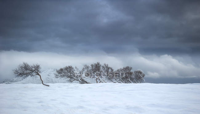Árvores inclinadas ao vento, Haugheia, Vestvagoy, Lofoten, Nordland, Noruega — Fotografia de Stock