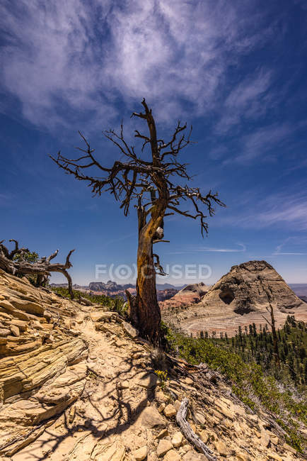 Vue panoramique sur le plateau de Kolob, parc national de Zion, Utah, Amérique, États-Unis — Photo de stock