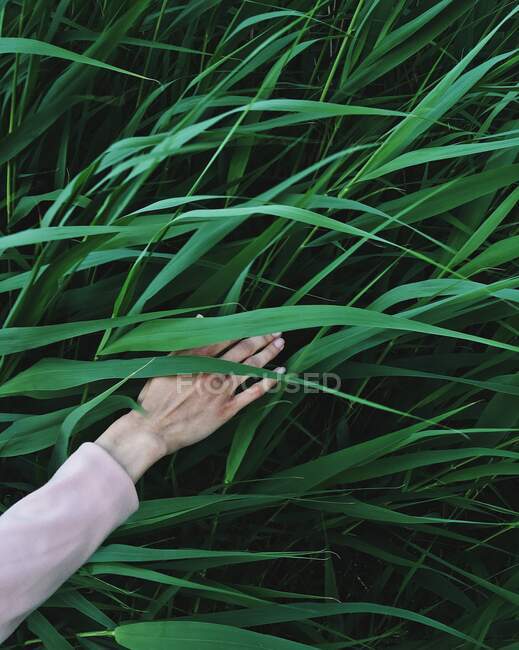 Main de femme touchant l'herbe — Photo de stock
