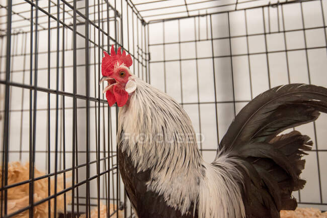 Rooster in a cage — Stock Photo