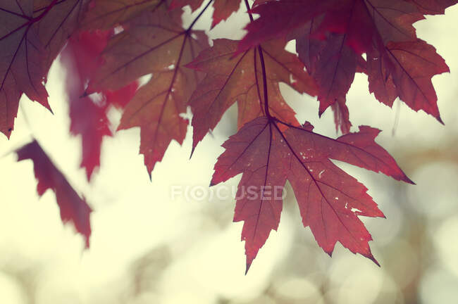 Maple leaves in the forest — Stock Photo