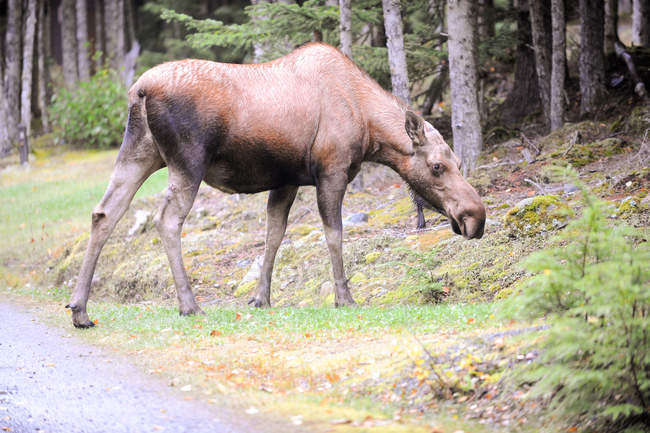 Moose cow walking in forest, Alaska, America, USA — Stock Photo