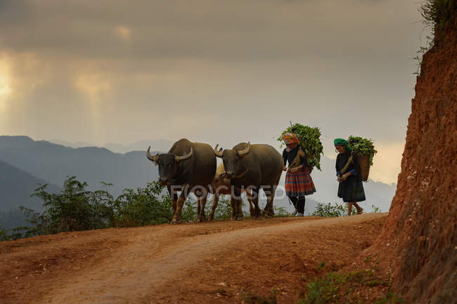 Vue panoramique de deux ouvrières marchant avec des taureaux au travail sur une terrasse de riz, Vietnam — Photo de stock
