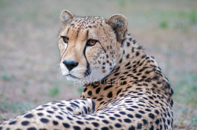 Primer plano retrato de un guepardo joven, masai mara, Sudáfrica, - foto de stock
