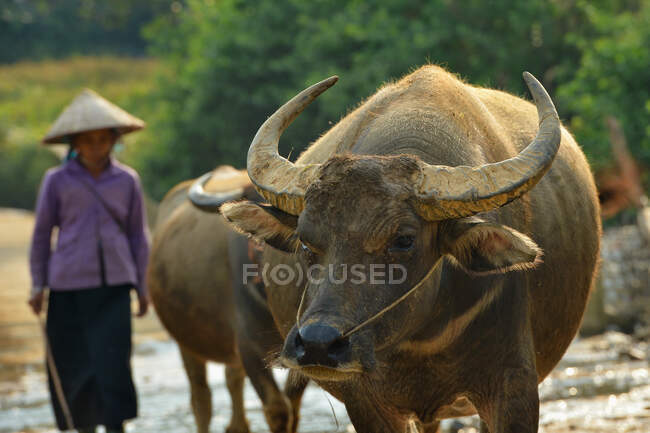 Buffalo e agricoltore in Vietnam — Foto stock