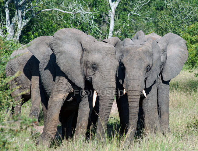 Elefantes en un arbusto con una hoja de acacia - foto de stock