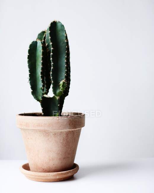 Close-up shot of a green cactus in a pot on a white wall. — Stock Photo