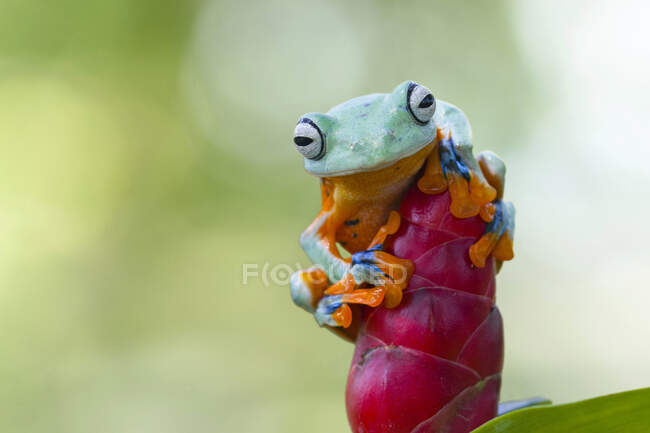 Una rana verde è seduta su una pianta — Foto stock