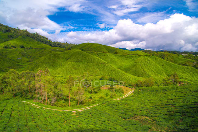 Vue panoramique sur les collines Cameron Highlands, Pahang, Malaisie — Photo de stock