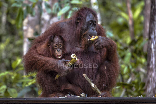 Orangotango feminino sentado com seus filhotes comendo uma banana, Bornéu, Indonésia — Fotografia de Stock
