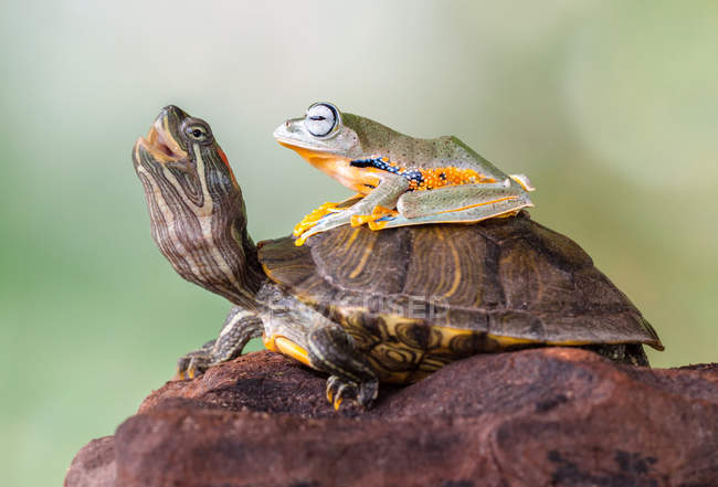 Frosch sitzt auf einer Schildkröte, Nahaufnahme — Stockfoto