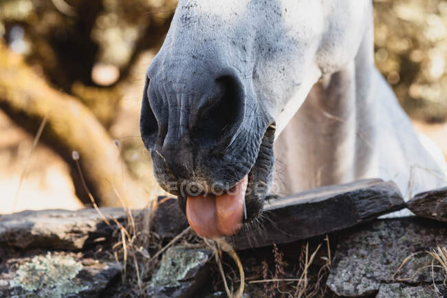 Закрытый вид на рот лошади — стоковое фото