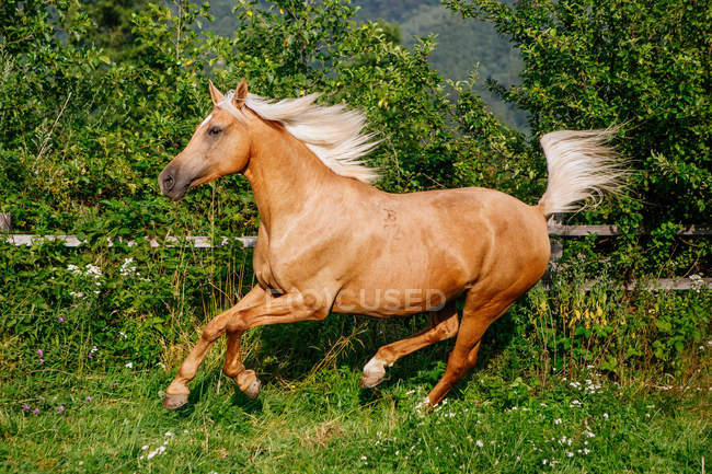 Palomino cantering cavalo em um campo, Brasov, Romênia — Fotografia de Stock