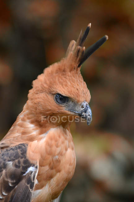 Vista close-up de águia falcão Javan, contra fundo borrado — Fotografia de Stock