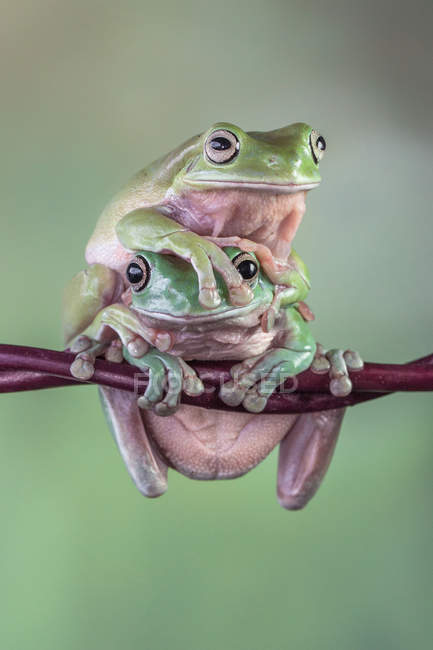 Дві дерев'яні жаби сидять один на одного — стокове фото