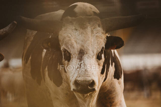 Retrato de un toro en un rodeo - foto de stock