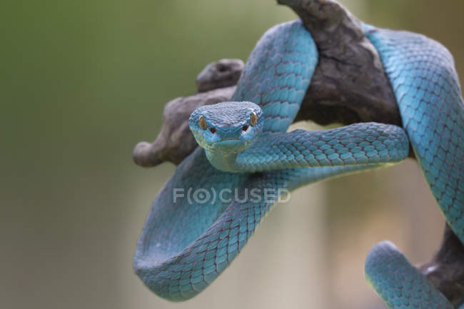 Синяя змея-гадюка на ветке, размытый фон — стоковое фото