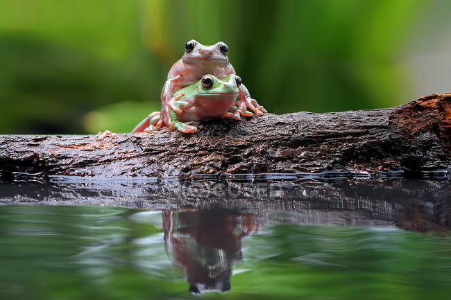 Two dumpy tree frogs on a rock, closeup view — Stock Photo