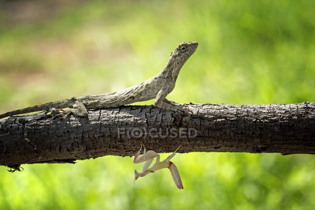 Lizard and orchid mantis on a branch, closeup view, selective focus — Stock Photo