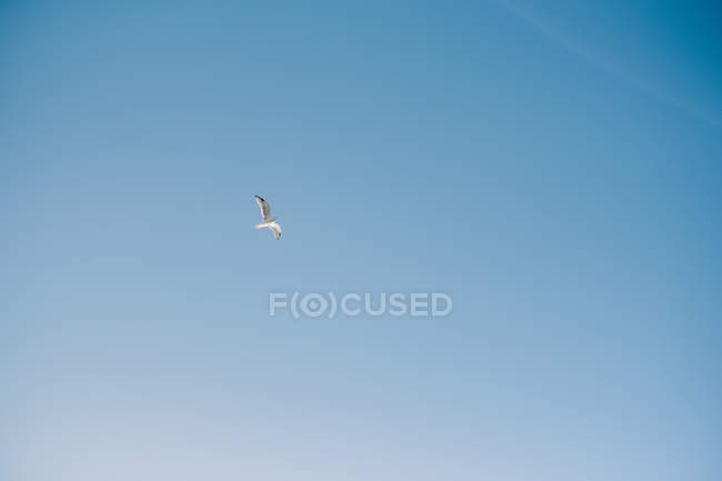 Fernsicht der Möwe, die in den blauen Himmel fliegt — Stockfoto