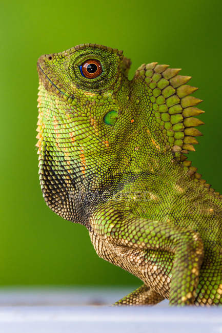 Retrato de um lagarto dragão Floresta, vista close-up, foco seletivo — Fotografia de Stock