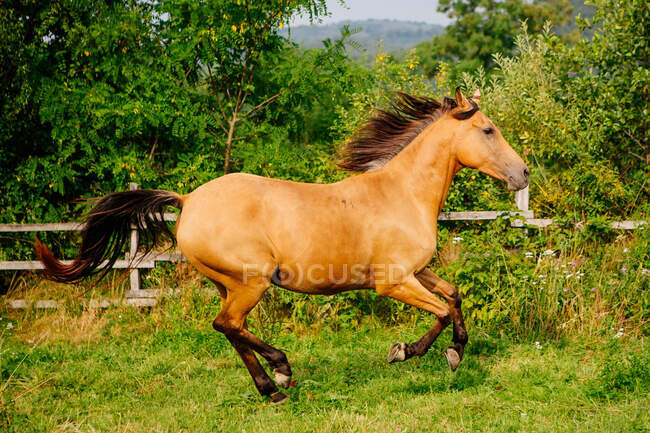 Buckskin horse cantering in a field, Brasov, Romania — Stock Photo