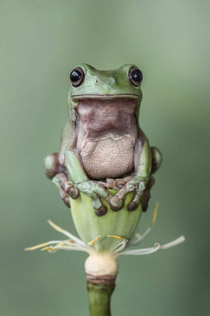 Tree frog sitting on a lotus flower, closeup view — Stock Photo