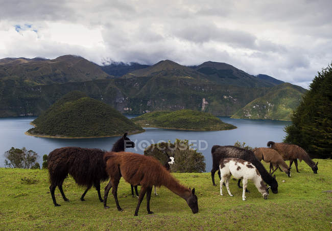 Vista panorámica del pastoreo de Alpacas por Laguna Cuicocha, Cotacachi, Ecuador - foto de stock