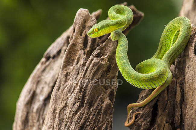 Cobra víbora pit verde na árvore, foco seletivo — Fotografia de Stock