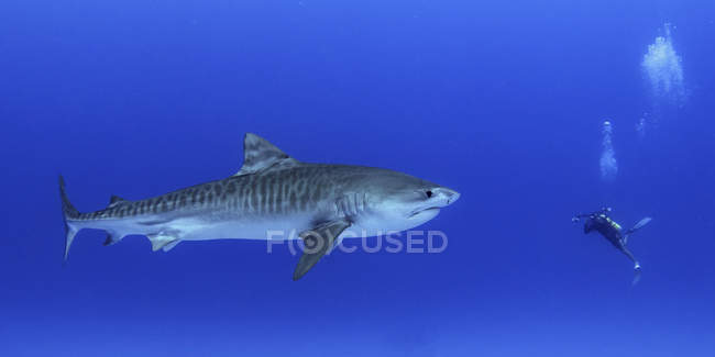 Tuffatore con squalo tigre novellino, porto di Honokohau, Hawaii, America, USA — Foto stock