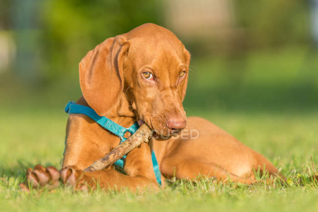 Retrato de un perro macho Vizsla jugando con un palo de madera, fondo borroso - foto de stock